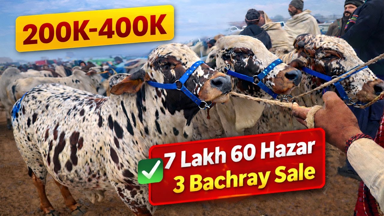 Лучшие товары для жертвоприношения по низким ценам 🔥 | На рынке в Мултане были проданы 3 девушки ...