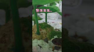 또 있다!? #반려동물 #동물  #도룡용 #뉴트 #animals #ambient #양서류 #알 #탄생 #아기 #출산