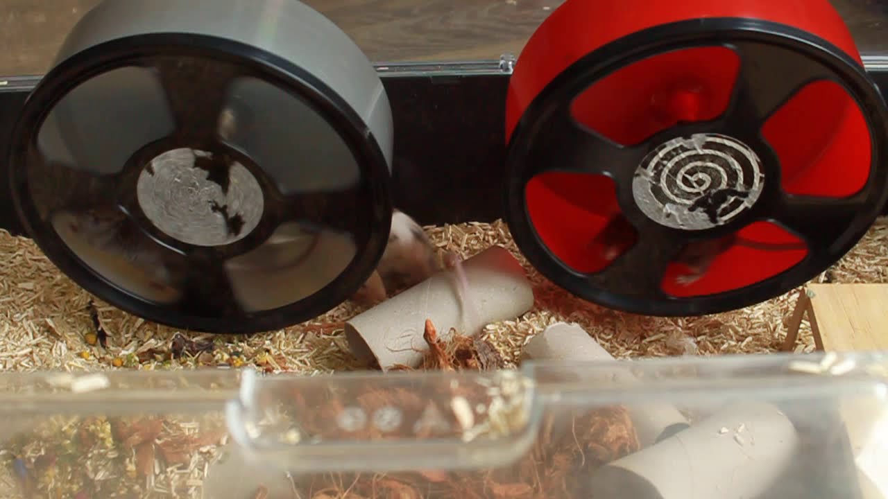 Muizen in 20 cm loopwiel