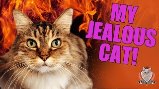 My JEALOUS Cat is Driving me Crazy This Can Help!