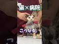 病院に連れていかれた猫 #海外 #動物 #funnyanimals