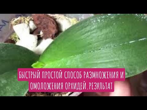 Быстрый простой способ