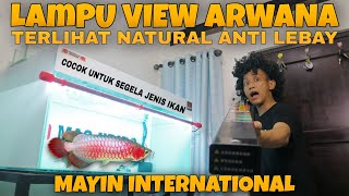 Lampu LED Aquarium 4 Warna Khusus Ikan Arwana Review Cosmo Crystal