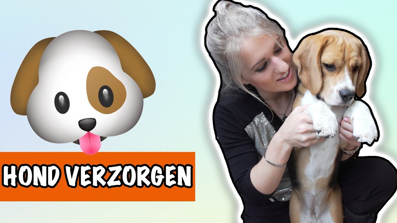 Hoe verzorg je jouw hond? | DierenpraatTV - YouTube Hoe Verzorg Je Jouw Hond? | Dierenpraattv - Youtube