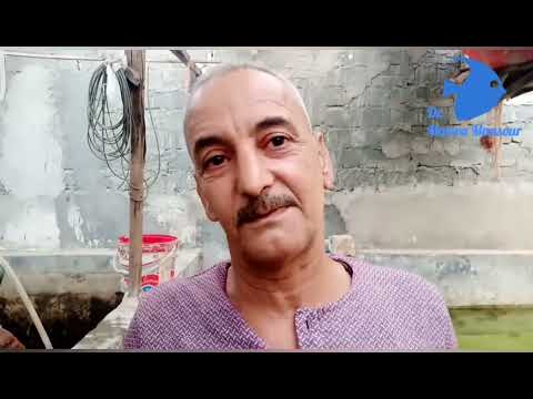 تفريخ البليكوستوماس فى برك اسمنتية من مزرعة الحاج جميل الجنايني