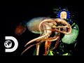 Steve Backshall Swims With The Deadly Humboldt Squid | Swimming With Monsters