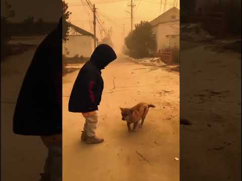 Мальчик и собачка танцует😂 #приколы #юмор #shorts #смешныевидео #подборкаприколов