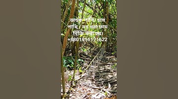 waterhen dahuk bird trap.ruak ruak bird trap handing.kalim bird trap handing.#dahukpakhi