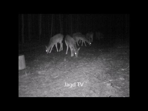 Reh  und Damwild! Was war letzte Nacht im Revier los    Hunting, Jagd