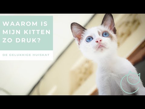 Video: Kunnen katten spek eten?