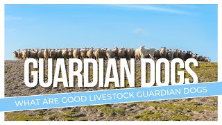What Are Good LIVESTOCK Guardian Dogs