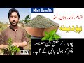 Podina ki pechan | Pudina ke fayde | Mint Benefits | How to use mint/podina | Mint uses for gastric