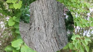 Katsura tree (Cercidiphyllum japonicum) - Plant Identification