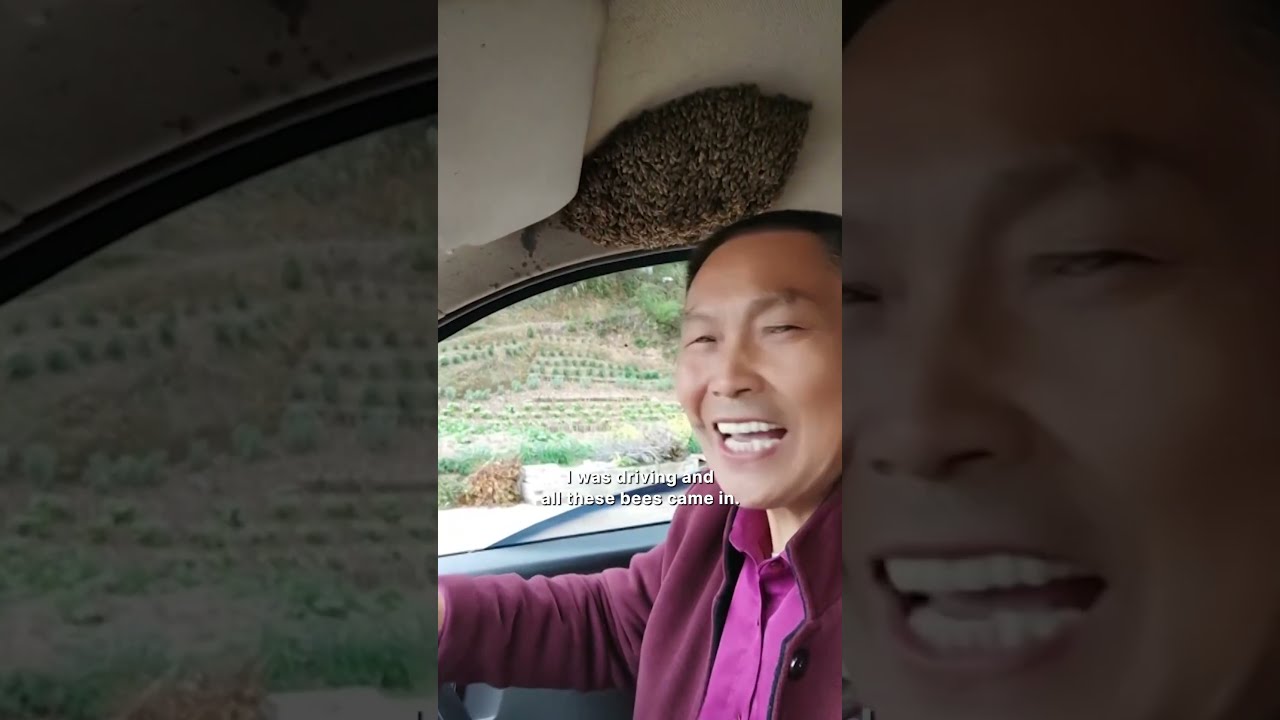 Man Calmly Keeps Driving With Thousands Of Bees In His Car Shorts