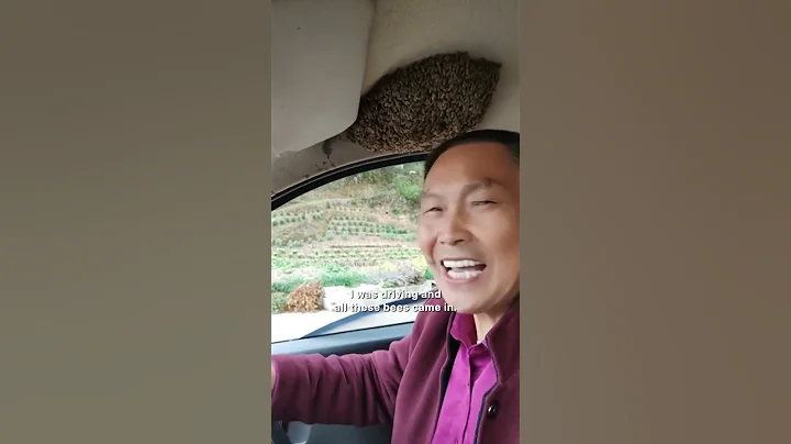 Man Calmly Keeps Driving With Thousands of Bees in His Car #shorts
