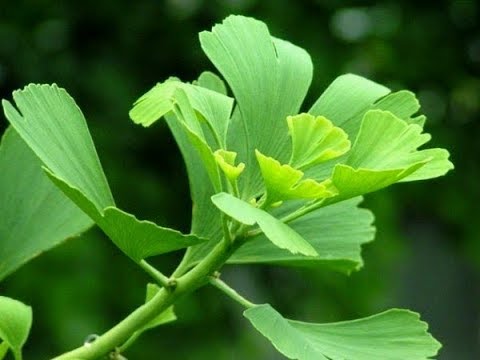 ভিডিও: তারা কীভাবে পেরেস্ট্রোকের আগে বাস করত