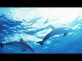 【癒し・ヒーリングBGM】波の音とイルカの鳴き声が心を落ち着かせるリラックスピアノ曲集(30分)