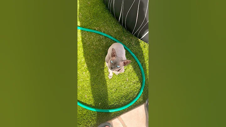 Video 8711151: sphinx hairless cat, sphinx cat cute, hairless cat playing, cute blue eyes cat, cat playing outside