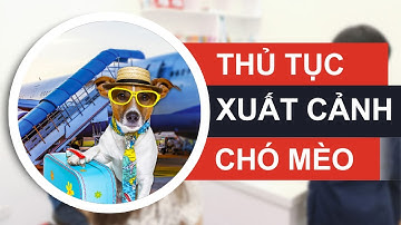 Những thủ tục cần thiết khi xuất cảnh cho Chó Mèo | #xuất_cảnh_chó_mèo #BenhVienThuCungSamYang