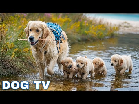 12 Hours Of Dog Calming Music For Dogs Separation Anxiety Relief Music For Dogs Dog Music 