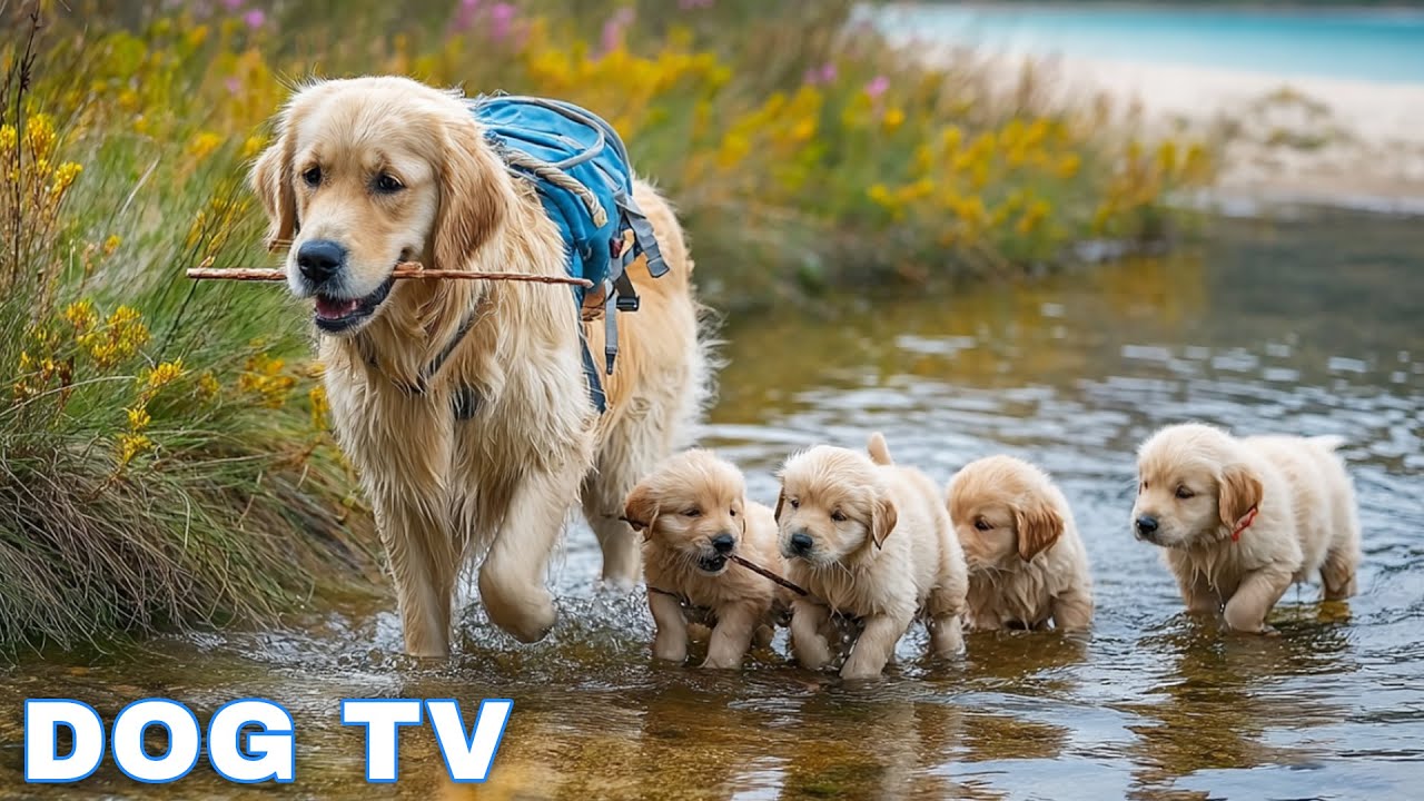 12 Hours of Dog Calming Music for Dogs 💖 Separation Anxiety Relief Music for Dogs 🐶🎵 dog music