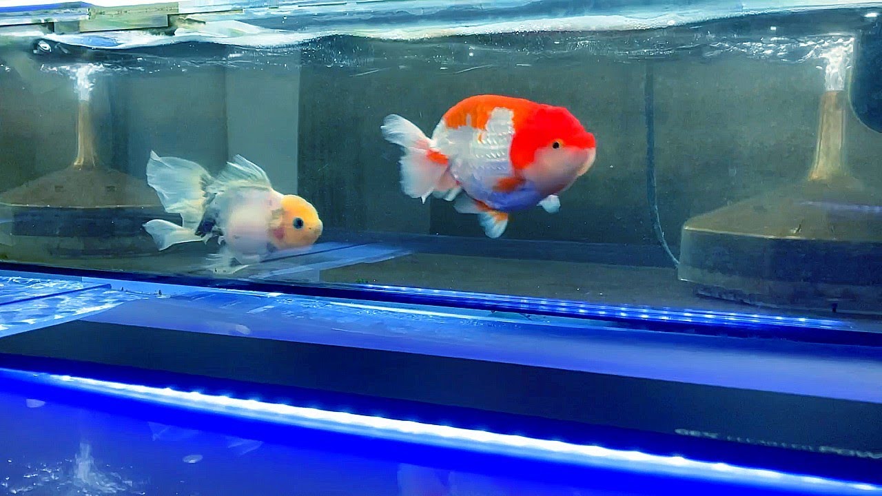 【即日発送】8種コンプ×2セット／にぎって！アクアリウム　ペンギン・サメなど 金魚元気 アウトレット品 GEX 金魚元気キューブセット 200