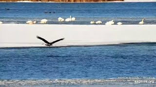 Mississippi River Flyway Cam. Eagles hunting duck, No catch - explore.org 12-08-2021