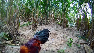 ต่อไก่ป่า แก้วกาแฟไก่่ป่าเข้ามาเจอคนเสียก่อน ฝากติดตามด้วยนะครับ 