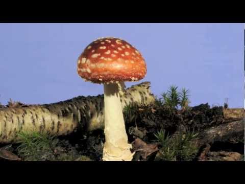 Video: Cara Mengenal Pasti Agaric Lalat Timur Jauh Atau Amanita Caesareoides