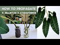 How to propagate philodendron billitiae x atabapoense