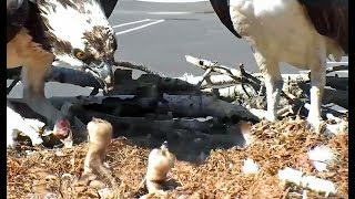 Hellgate ospreys 6 5 17 452pm fish delivery Louis feeds Iris she feeds the 2 osplets