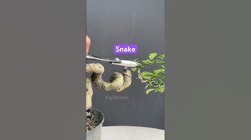 Snake Style Bonsai Tree