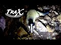 Trax Dave Encounters A Civet Cat