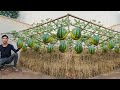 Why didn&#39;t I know this watermelon growing method sooner? watermelon is succulent and sweet