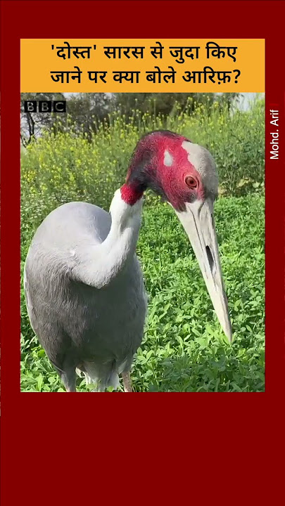 वन विभाग की कार्रवाई पर क्या बोले आरिफ़? #Arif #crane #amethi #shorts  (BBC Hindi)