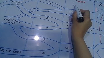 Brachial plexus  best  explained with mnemonics