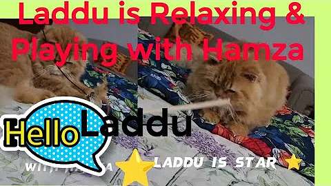 Video 11326971: grooming persian cat kitten, persian cat kittens funny, persian cat facts