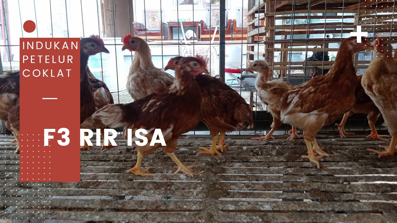 F3 RIR ISA calon indukan petelur coklat