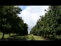 Downsfield - Macadamia Farm - Gary Corbett