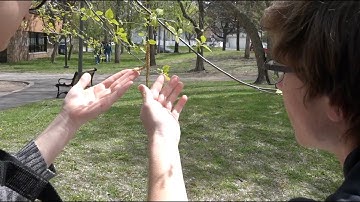 Citizen Science in the Classroom: Phenology