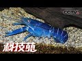 《科技苑》 算时间谋空间 养虾巧配本土伴 20190611 | CCTV农业