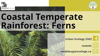 Coastal Temperate Rainforest: Ferns