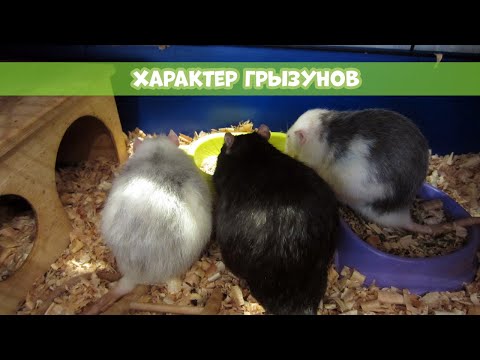 ХАРАКТЕР МОИХ ГРЫЗУНОВ || Почему крыса не приручается?