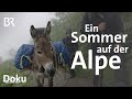 Ein Sommer auf der Alpe Osterberg | Unter unserem Himmel | Doku | BR | Berge | Allgäu | Alm