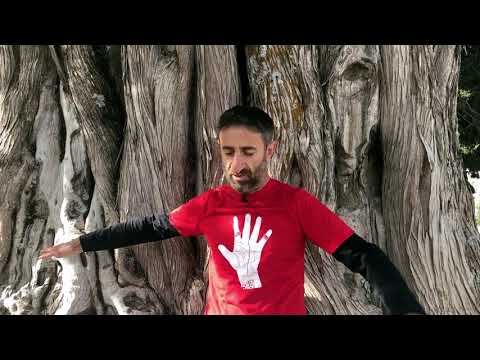 Video: Ardıç Ağacı Çeşitleri - Ardıç Ağaç mı Çalı mı