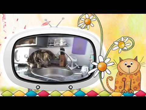 Видео клип #Коты и #вода. Как #коты и #кошки дружат с водой