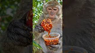 monkey discovers spicy dipping sauce! #Monkey #FunnyMonkey #ASMR #AnimalVideos #FunnyAnimals