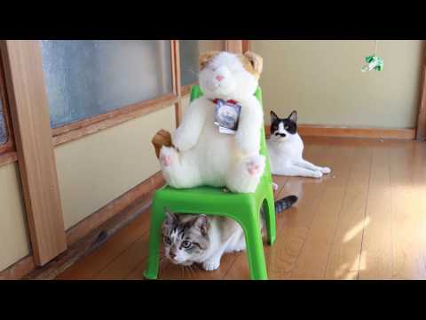椅子に座るちび Cat sitting on a chair 200617