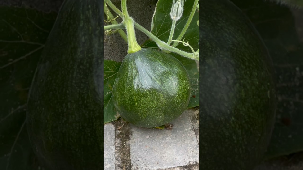 Growing pumpkins time lapse