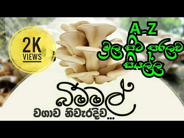 බිම්මල් වගාව මුල සිට සරලව | Mushroom Cultivation A to Z
